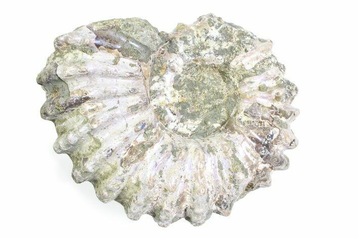 Bumpy Ammonite (Douvilleiceras) Fossil - Purple Iridescence #361204